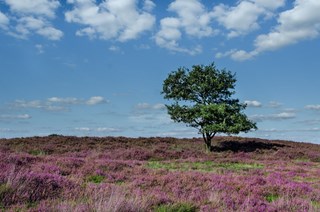 Paarse heide Veluwe